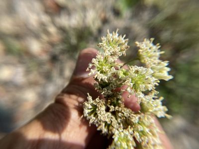 Hymenopappus scabiosaeus, photographed by Craig Hensley
