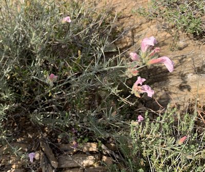 Convolvulus oleifolius, photographed by pavlaki1968