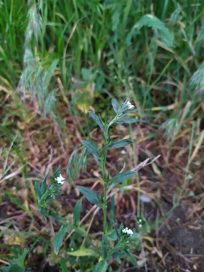 Buglossoides incrassata, photographed by carnifex
