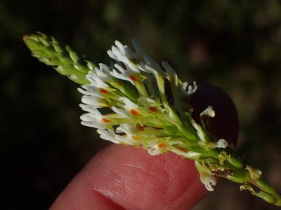Hebenstretia integrifolia, photographed by Nicola van Berkel
