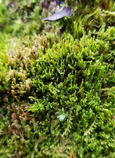 Neoorthocaulis attenuatus, photographed by Helen Waterman