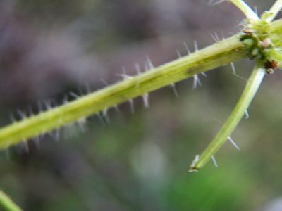 Urtica chamaedryoides, photographed by Diana Foreman