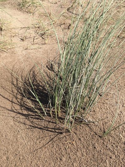 Panicum racemosum, photographed by Luis Parravicini