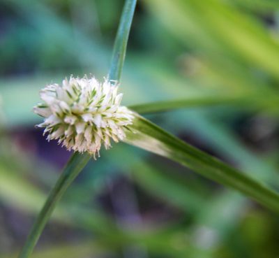 Cyperus sesquiflorus, photographed by Diana Foreman