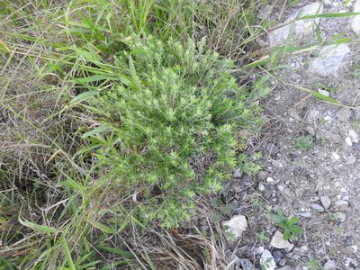 Baccharis dracunculifolia, photographed by Eduardo Luis Beltrocco