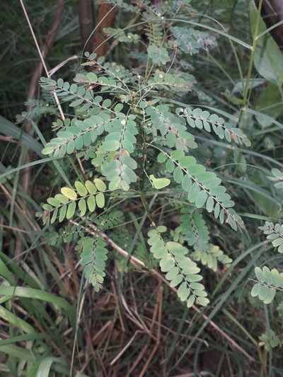 Phyllanthus niruri, photographed by Eduardo Luis Beltrocco