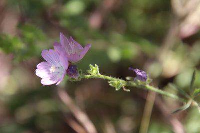 Sidalcea sparsifolia, photographed by Millie Basden