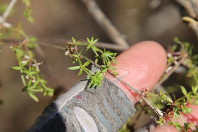 Galium porrigens, photographed by Millie Basden
