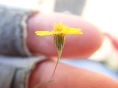 Pentachaeta aurea, photographed by Millie Basden