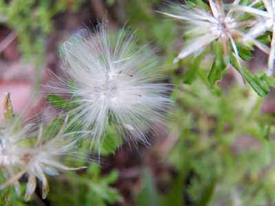 Facelis retusa, photographed by Diana Foreman