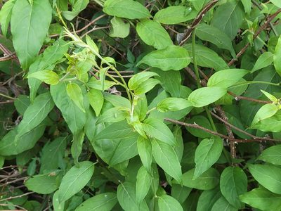 Myriopus volubilis, photographed by johnyochum