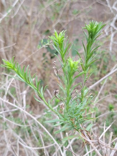 Baccharis texana, photographed by johnyochum