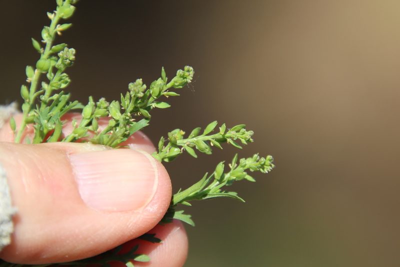 Lepidium strictum, photographed by Millie Basden