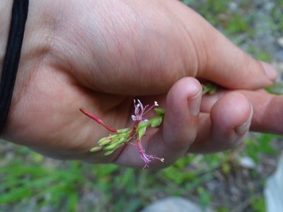 Oenothera simulans, photographed by Michael W Belitz