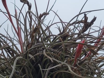 Tillandsia baileyi, photographed by johnyochum