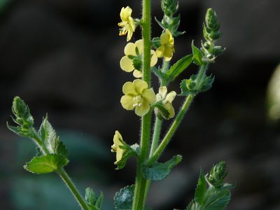 Verbascum coromandelianum, photographed by Dinesh Valke