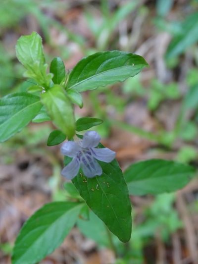 Dyschoriste humistrata, photographed by Michael W Belitz