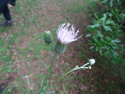 Cirsium nuttallii, photographed by Michael W Belitz