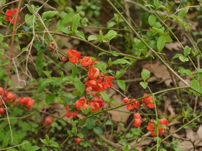 Chaenomeles japonica, photographed by Alexis Tinker-Tsavalas