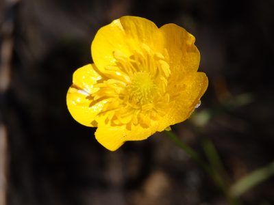 Ranunculus paludosus, photographed by Carminda Santos