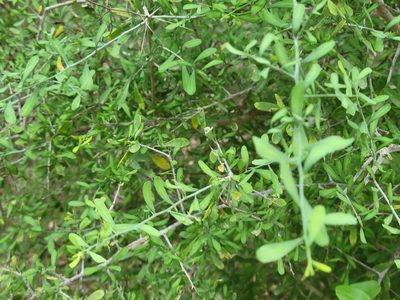 Phaulothamnus spinescens, photographed by johnyochum