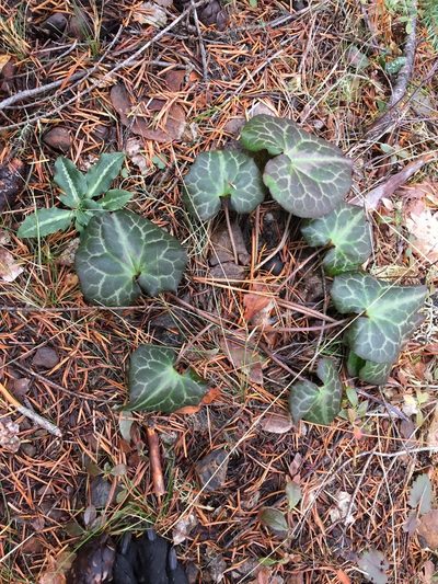 Asarum marmoratum, photographed by Lee Cain