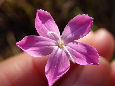 Dianthus laricifolius, photographed by Carminda Santos