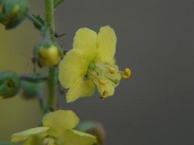 Verbascum coromandelianum, photographed by Dinesh Valke