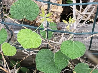 Rhynchosia americana, photographed by johnyochum