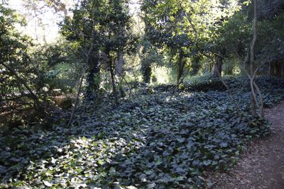 Hedera canariensis, photographed by Tony Rebelo