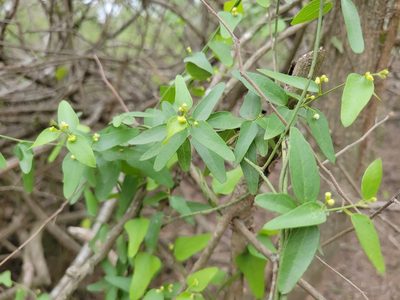 Nephroia diversifolia, photographed by johnyochum