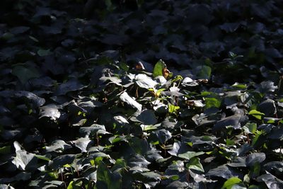 Hedera canariensis, photographed by Tony Rebelo