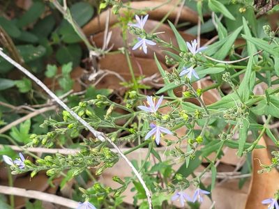 Carlowrightia parviflora, photographed by johnyochum
