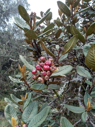 Hesperomeles ferruginea, photographed by Alfredo F. Fuentes Claros