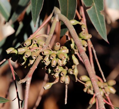 Eucalyptus cladocalyx, photographed by Tony Rebelo