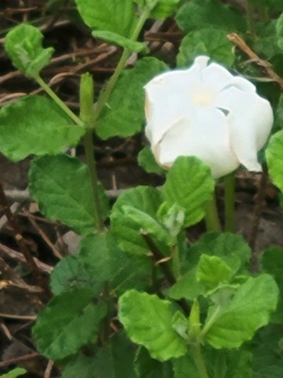 Mandevilla lanuginosa, photographed by johnyochum