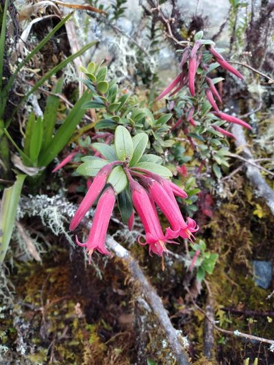 Demosthenesia mandonii, photographed by Alfredo F. Fuentes Claros