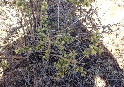 Baccharis pteronioides, photographed by Andrew Tree