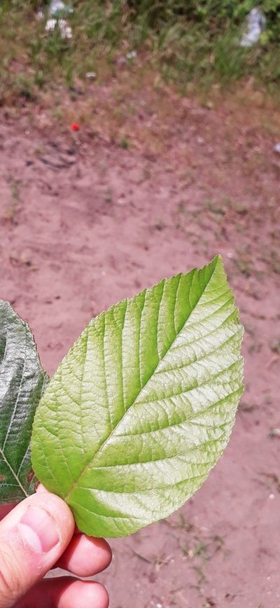Alnus subcordata, photographed by ㅤ‌