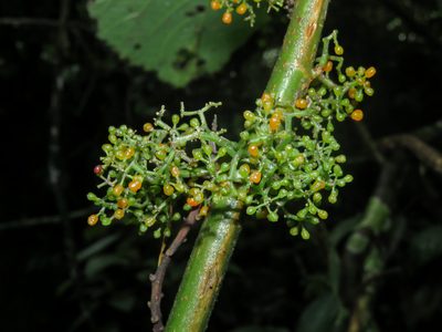 Urera caracasana, photographed by Diogo Luiz