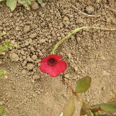 Linum grandiflorum, photographed by Daniel Levitis