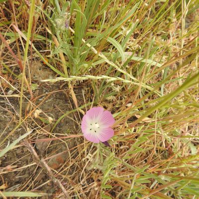 Sidalcea diploscypha, photographed by Daniel Levitis