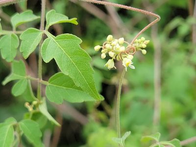 Serjania brachycarpa, photographed by johnyochum