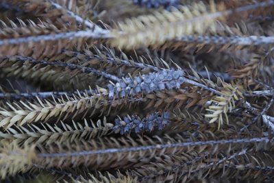 Melaleuca diosmifolia, photographed by Tony Rebelo