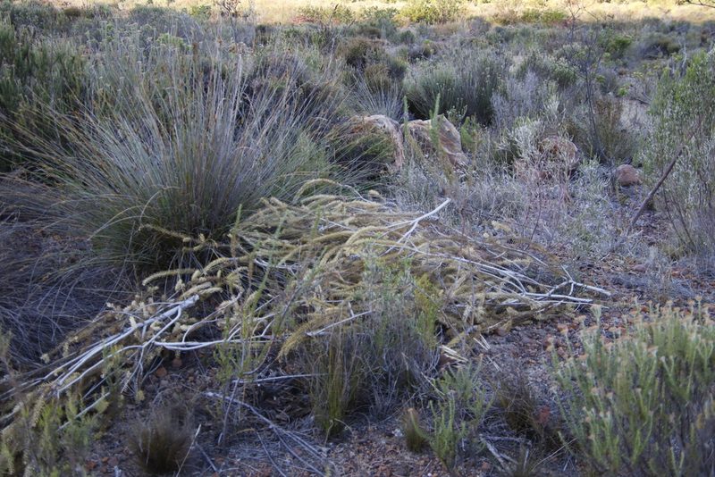 Melaleuca diosmifolia, photographed by Tony Rebelo