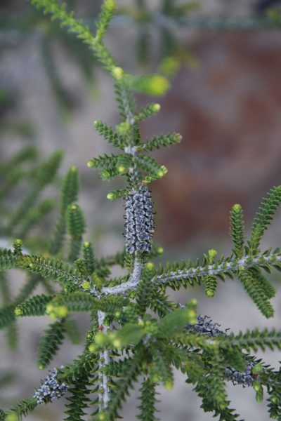Melaleuca densa, photographed by Tony Rebelo