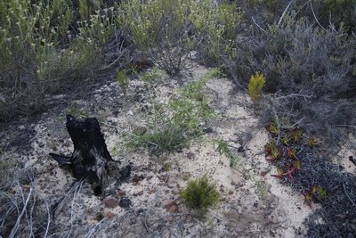 Melaleuca densa, photographed by Tony Rebelo