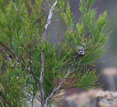 Callitris rhomboidea, photographed by Tony Rebelo