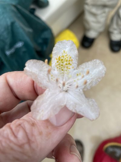Rhododendron minus, photographed by Alan Weakley