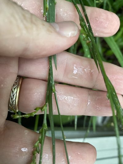 Carex radfordii, photographed by Alan Weakley
